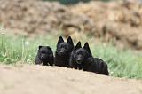 SCHIPPERKE 638